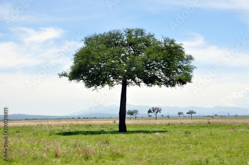 Mikumi-Nationalpark-Giraffen