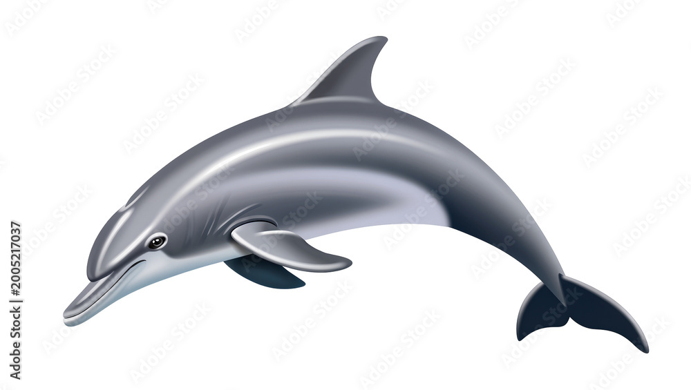 Obraz premium Gray playful dolphin swimming with dark fin and eye detail