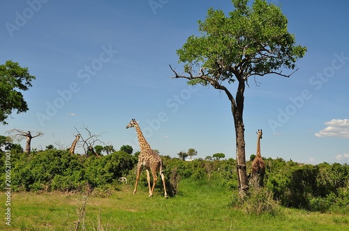 Mikumi-Nationalpark-Giraffen