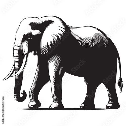 Foto Asian Elephant, Elephas maximus, wildlife, mammal, jungle, forest, India, Sri Lanka, Thailand, endangered, conservation, nature, giant, herbivore, trunk, tusks, habitat, safari, biodiversity