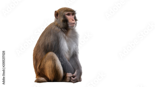 Photography Brown Furry Seated Monkey with Red Face and Greyish Underparts