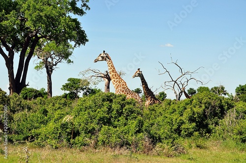 Mikumi-Nationalpark-Giraffen