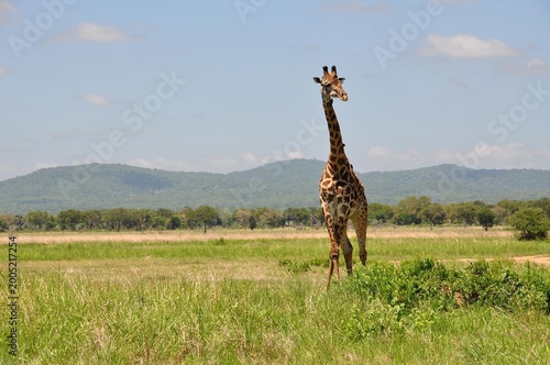 Mikumi-Nationalpark-Giraffen