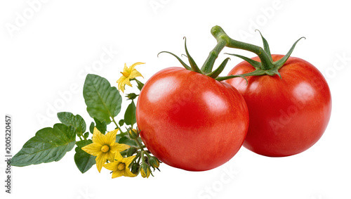 Photos Ripe Red Tomatoes with Green Stems and Yellow Flowers
