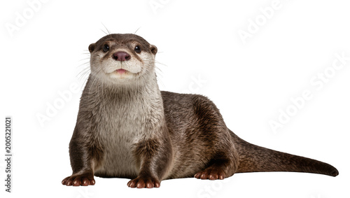 фотографія Brown River Otter Sitting Upright with Furry Body and Long Tail