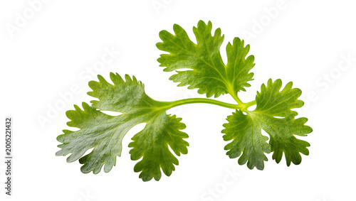 Photos Fresh vibrant green cilantro sprig with delicate leaves and stem