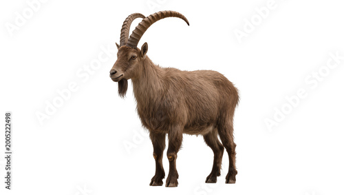 Tableau sur toile Brown Alpine Ibex with Long Curved Horns Standing