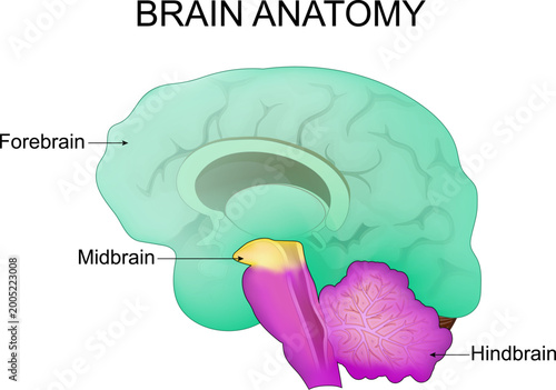 Brain anatomy. Part of human brain forebrain, midbrain, hindbrain.