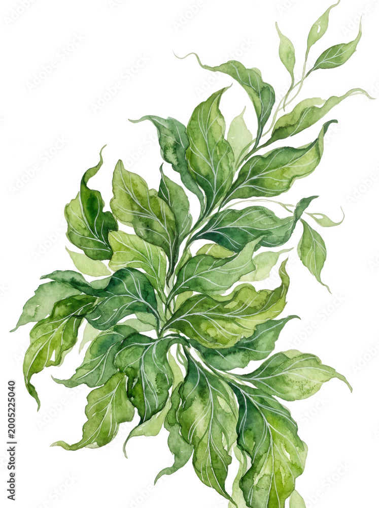 Fototapeta premium Basil leaves on transparent background, watercolor green herb