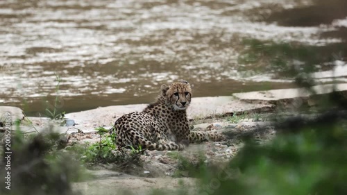  A female cheetah resting next to a flowing river