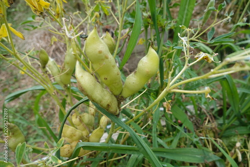 Foto Lupine plant pods growing in garden