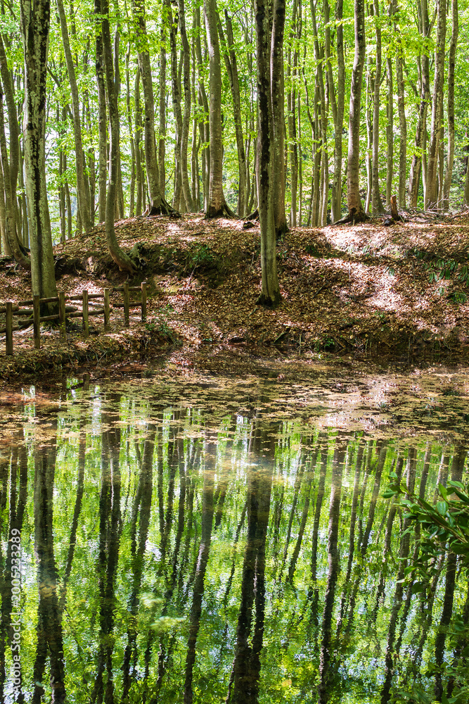 Obraz premium 美人林のブナ林と水面に映る深緑の風景 / Deep green beech forest reflected on water in Bijinbayashi