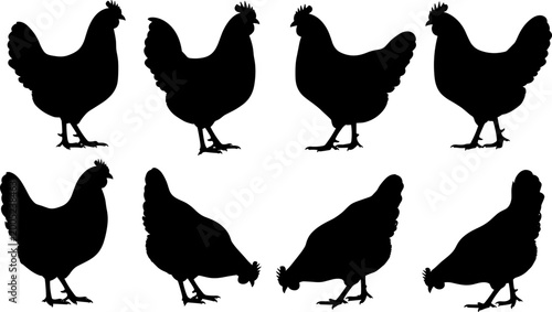 Foto Collection of chicken silhouettes featuring farm birds standing and pecking for
