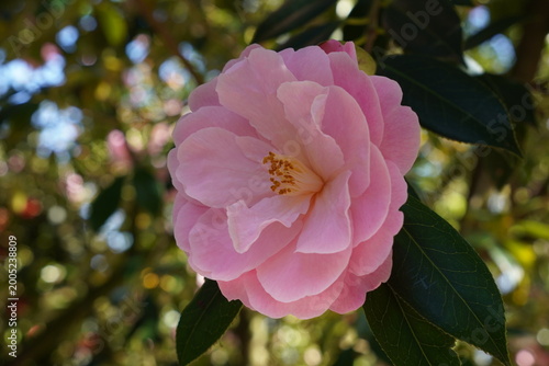 pink camellia flower in full bloom during spring. flowering garden shrub