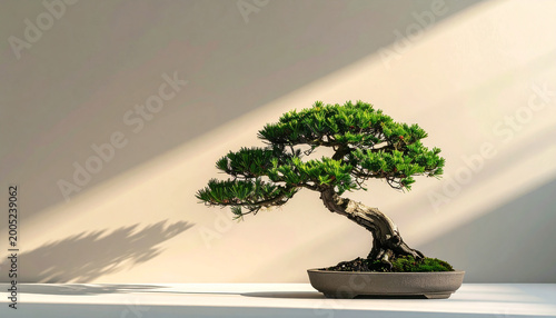 A bonsai tree in a minimalist setting  with soft shadows against a neutral background