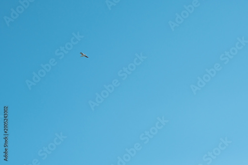 birds in flight