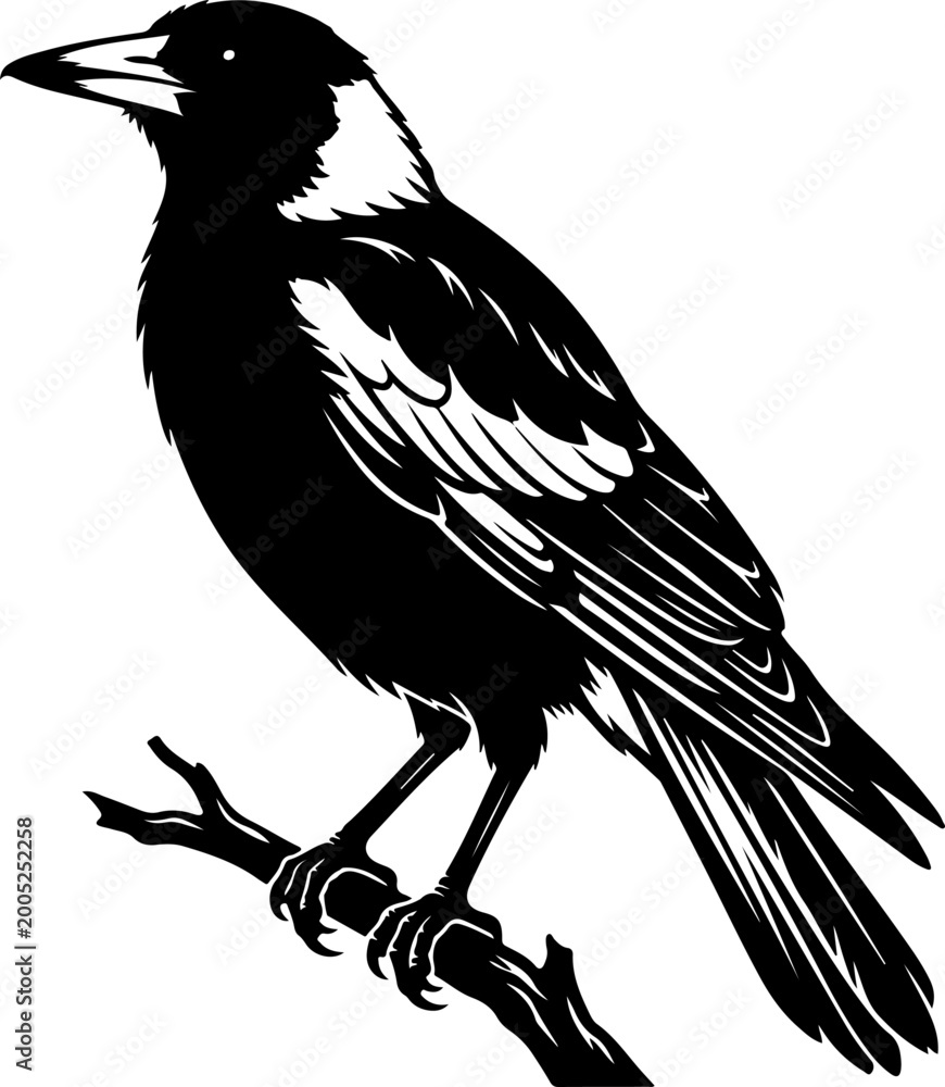 Fototapeta premium Australian magpie silhouette vector illustration