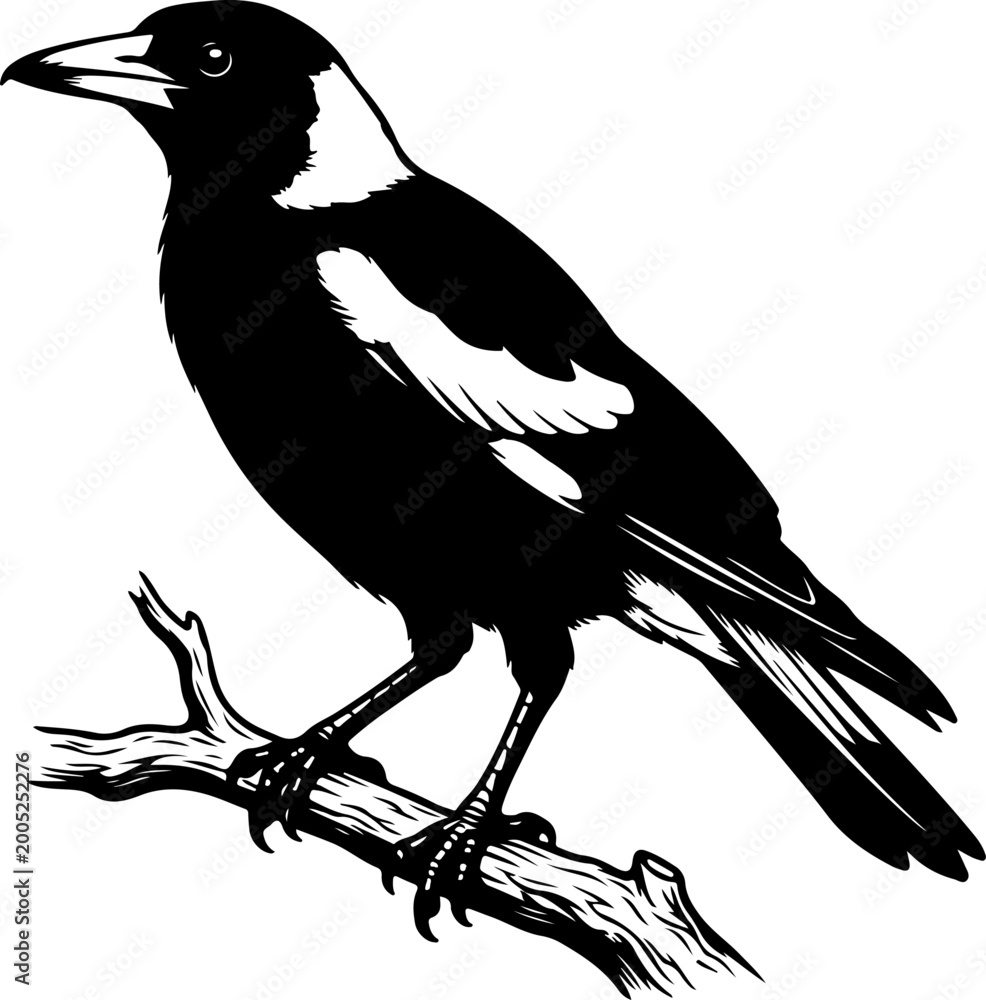 Fototapeta premium Australian magpie silhouette vector illustration