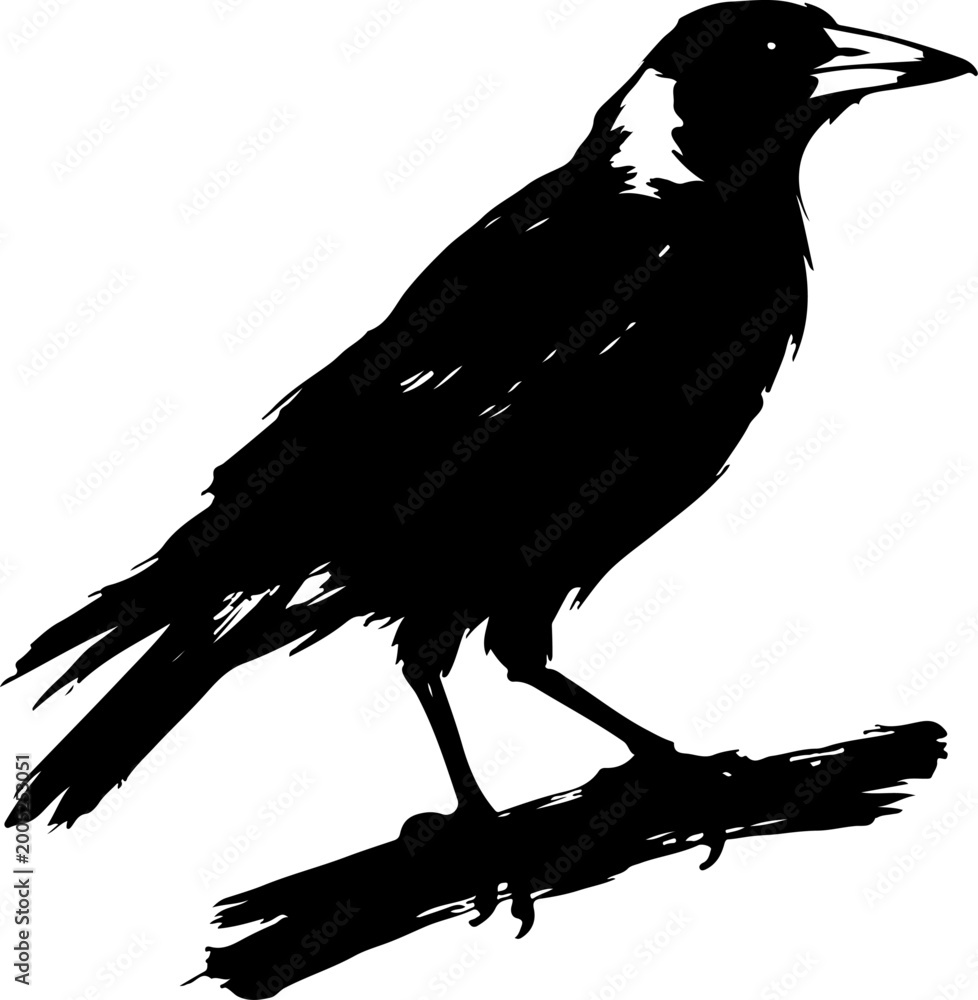 Obraz premium Australian magpie silhouette vector illustration
