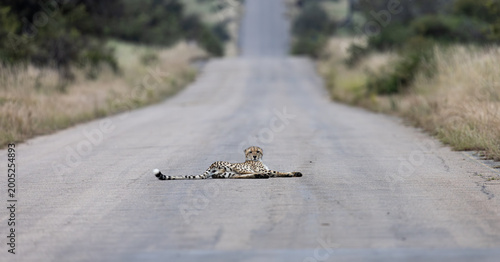 a cheetah resting on the tar road