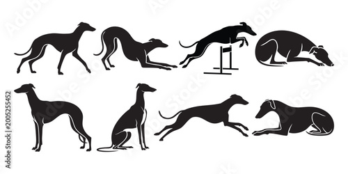 Slika na platnu Greyhound Dog Silhouette Set in Running, Jumping and Resting Poses Isolated on W