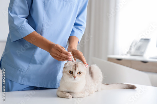 Female veterinarian applyin...