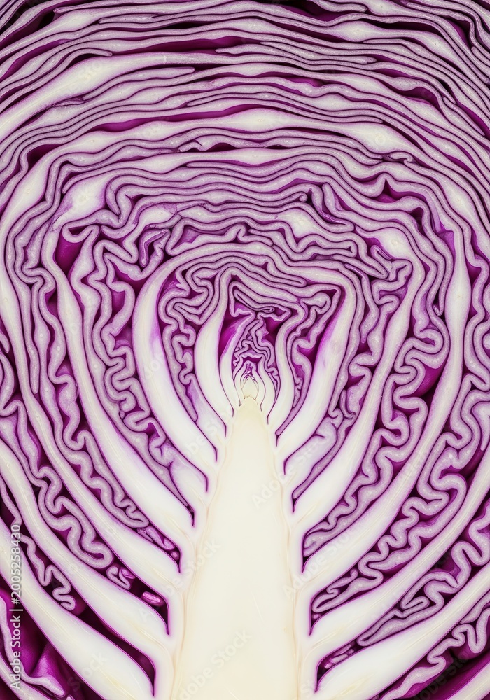 Obraz premium Purple cabbage cross section displays intricate internal textures and natural patterns.