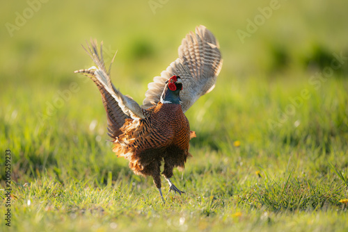 Fotografie Male of the common pheasant (Phasianus colchicus, ring-necked pheasant, blue-hea