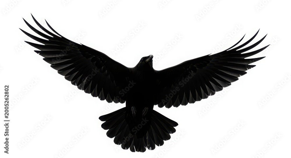 Fototapeta premium Black eagle bird flying with wings spread