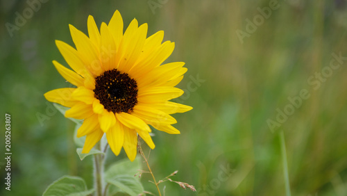 Bright Yellow Sunflower Bloom On Soft Green Background