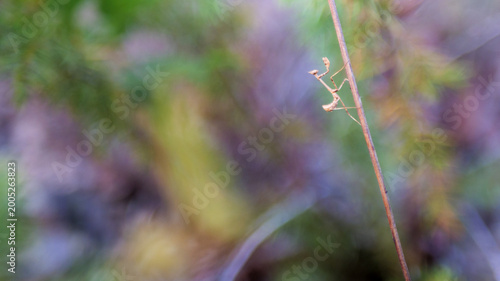 Praying Mantis Nymph On Dry Stem In Soft Pastel Blur