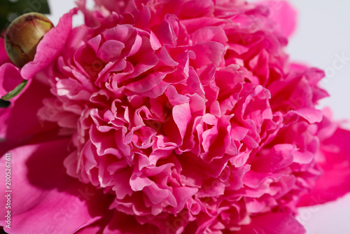 Beautiful pink peony flower...