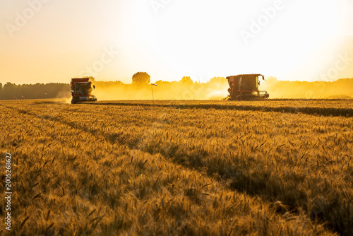The combine is harvesting the wheat in the evening