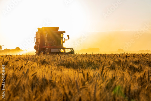 The combine is harvesting the wheat in the evening