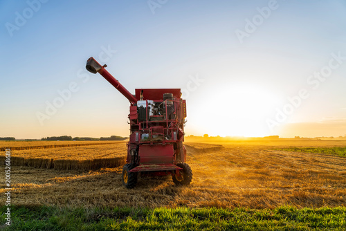 The combine is harvesting the wheat in the evening