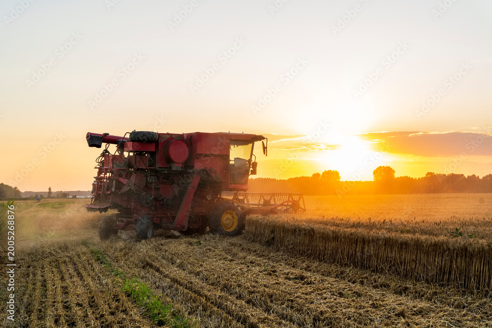Fototapeta premium The combine is harvesting the wheat in the evening