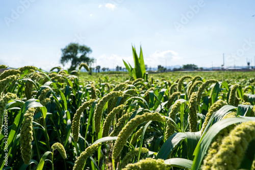 foxtail millet in the field