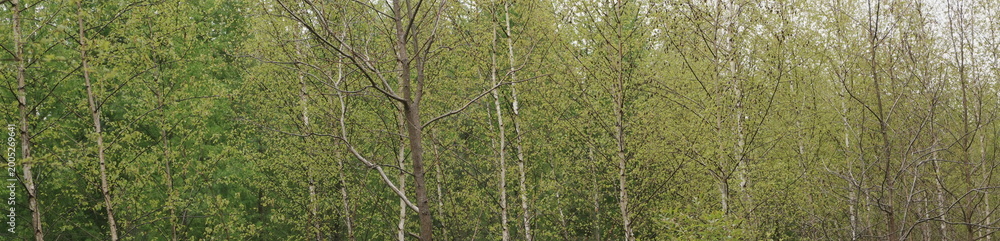 Fototapeta premium Dense Row of Deciduous Trees with Pale Bark and Fresh Spring Leaves Creating a Soft Blurred Green Natural Panorama Background for Growth and Renewal Concept