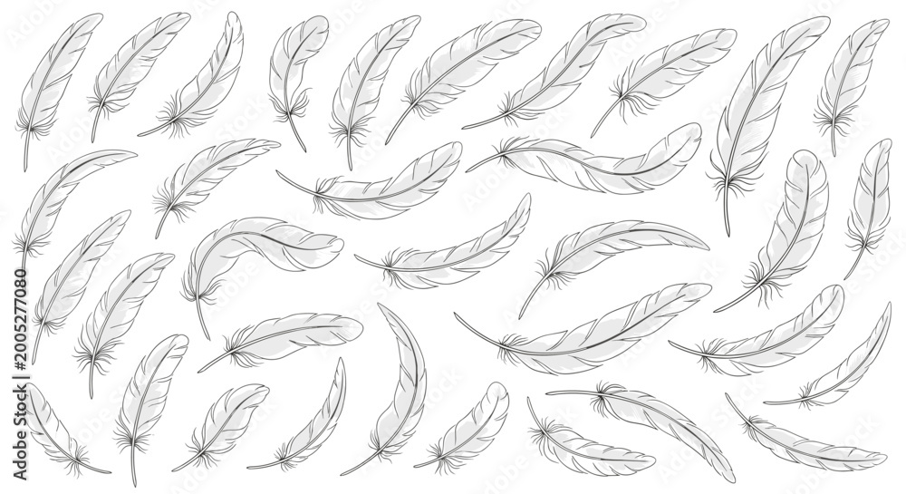 Fototapeta premium Large collection of diverse grey and white bird feathers scattered in various orientations across a clean white background.