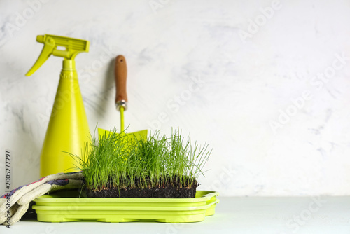 Soil with fresh green wheat...