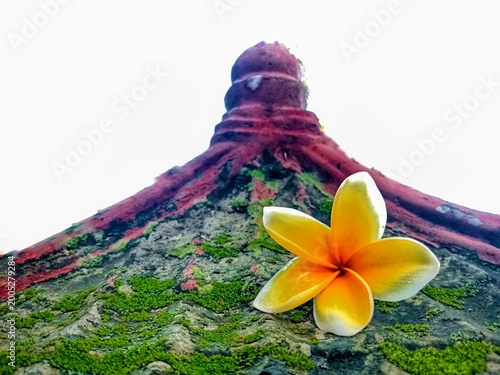 Tableau sur toile a yellow frangipani flower (plumeria) on top of an artistic and beautiful mossy