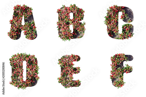 Alphabet letters made from natural elements with red berries