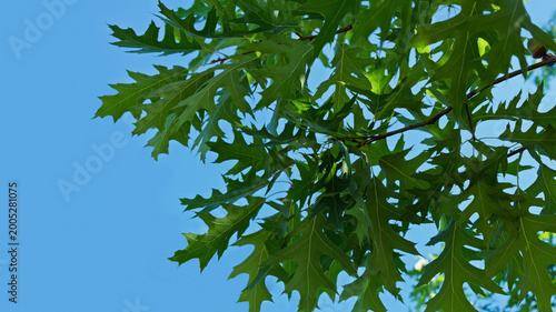Young oak branch on a summer day