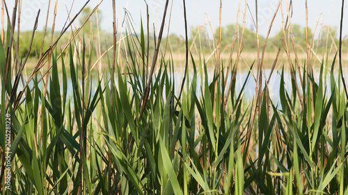 Reed beds and a lake in the background