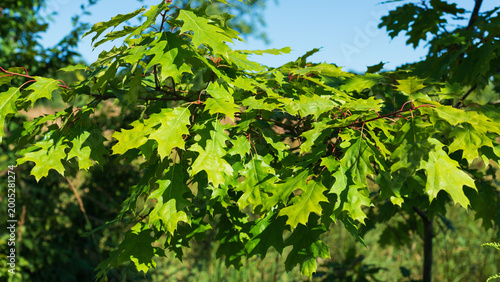 A young oak tree on a summer day