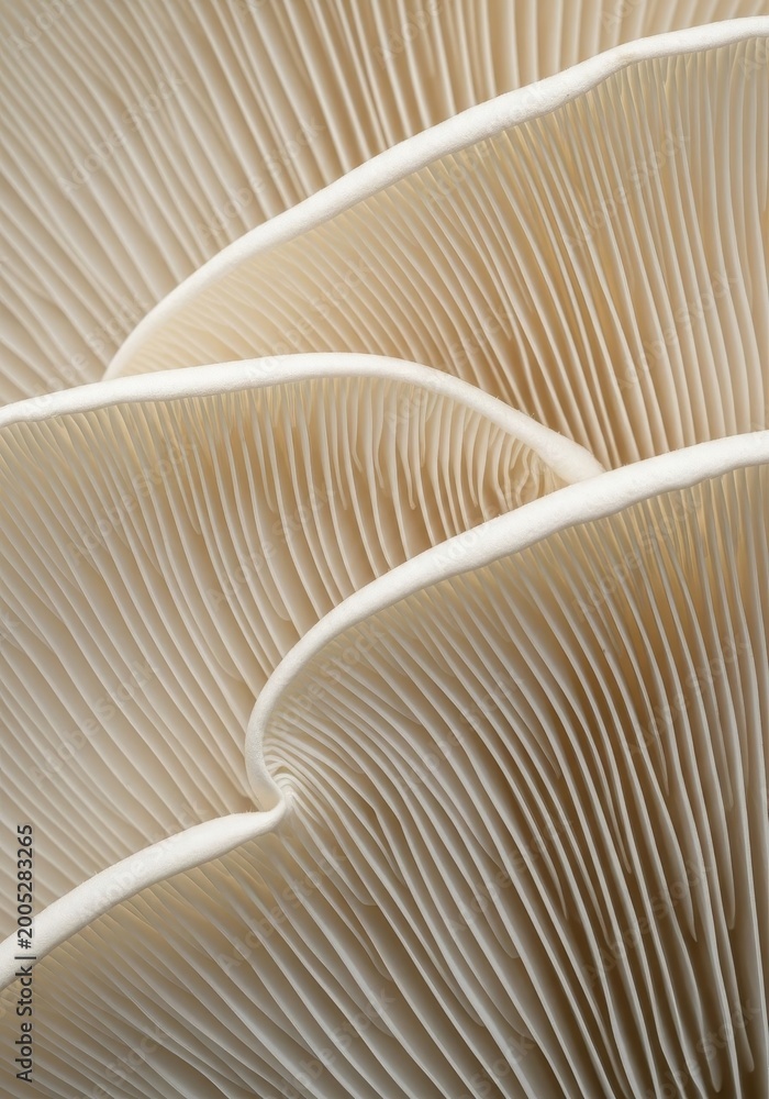 Fototapeta premium Macro view shows the delicate texture of mushroom gills with curved patterns and soft lighting.
