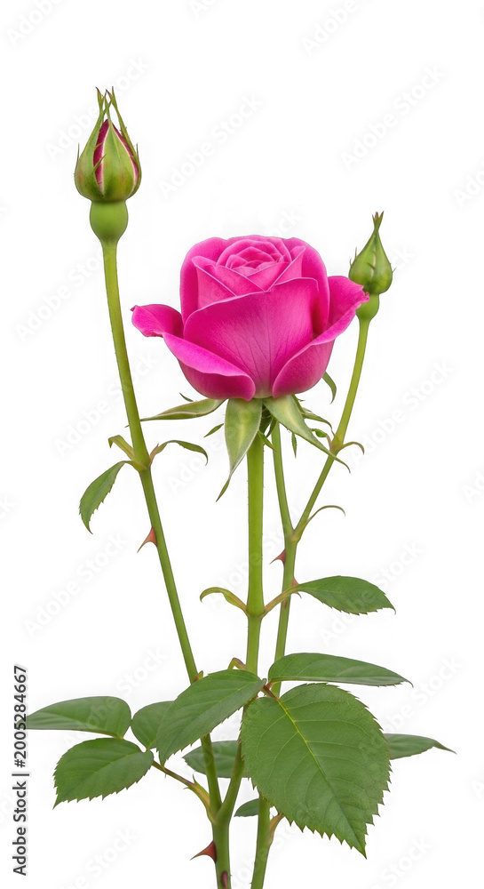 Obraz premium Vibrant pink rose with buds on a green stem