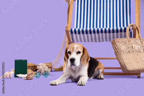 Cute Beagle dog lying with ...