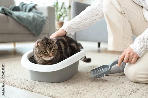 Fototapeta Cute cat in litter box and owner with scoop at home