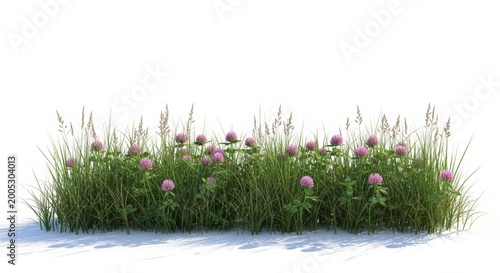 Blooming red clover and wild grass patch, vibrant meadow flowers on white background, natural garden greenery for landscape design